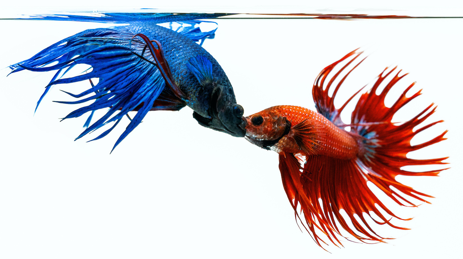 Red Siamese Fighter Fish on the My Fish Guide Contact Us Page