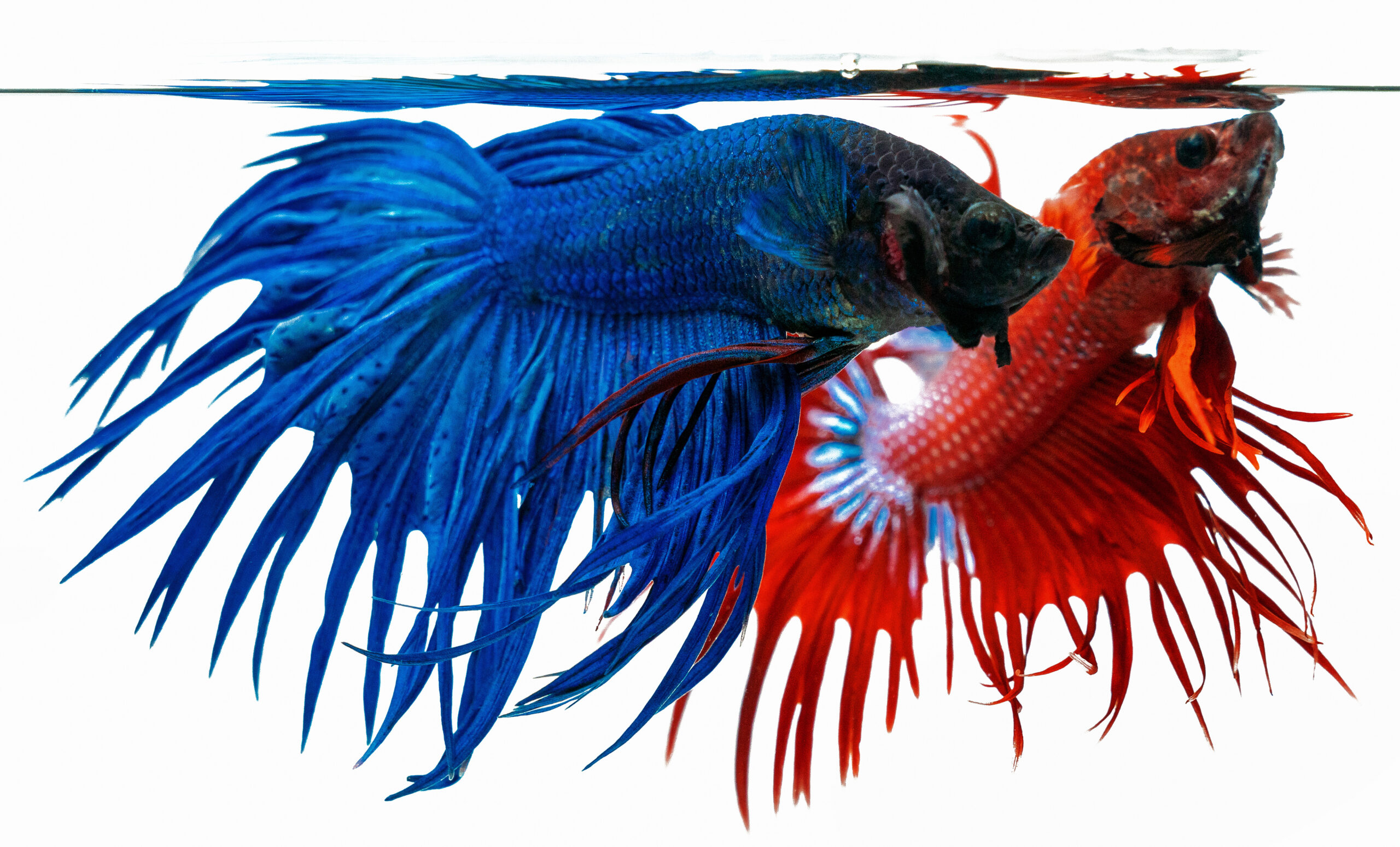 My Fish Guide homepage with a red and blue Siamese Figter Fish